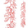 Deko-Kette-Koralle-150-cm-rot-zu-mieten