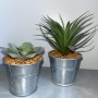 Kaktus-mini-klein-künstlich-zu-mieten-1