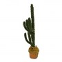 kaktus-stachelig-mieten2